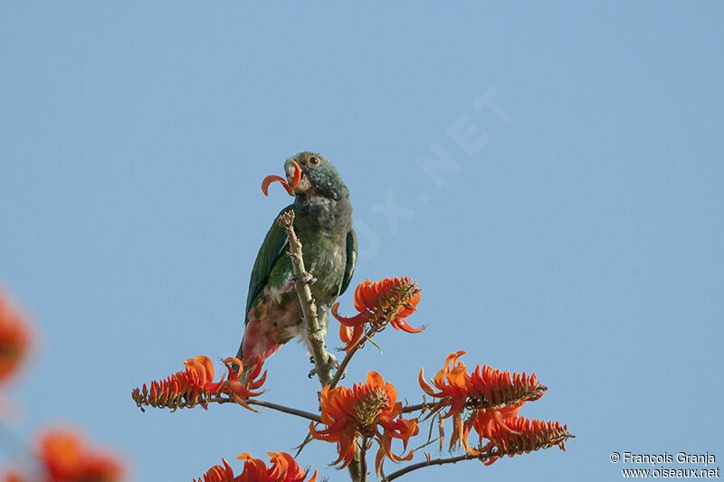 White-crowned Parrotadult