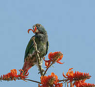 White-crowned Parrot