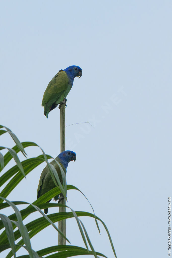 Pione à tête bleue