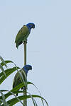 Pione à tête bleue