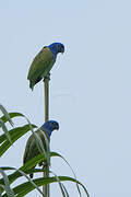 Blue-headed Parrot