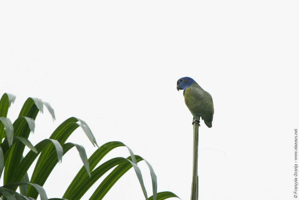 Blue-headed Parrot