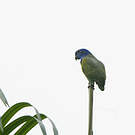 Pione à tête bleue