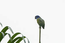 Pione à tête bleue