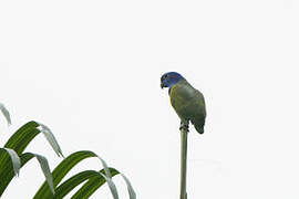 Blue-headed Parrot