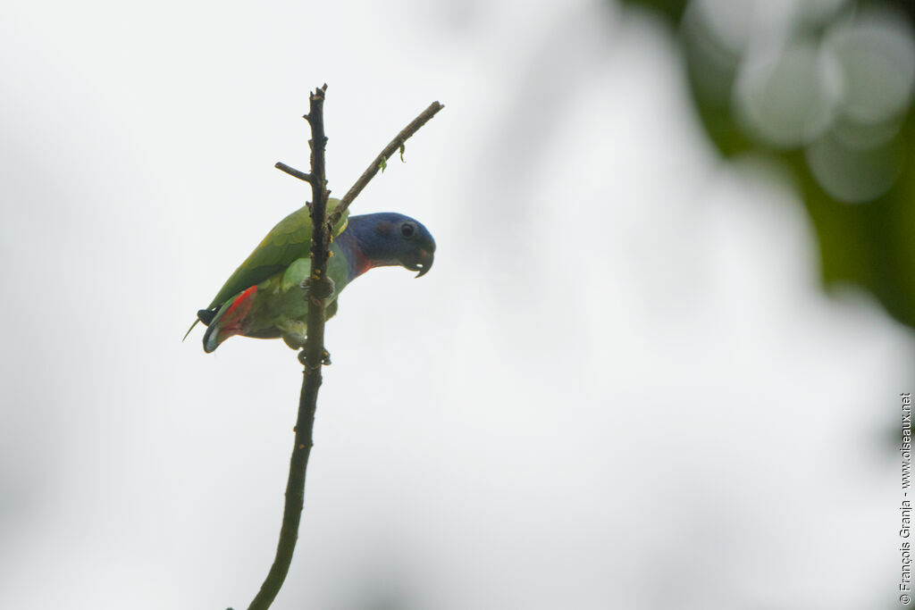 Blue-headed Parrot