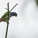 Pione à tête bleue