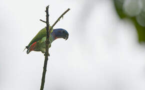 Blue-headed Parrot