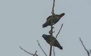 Blue-headed Parrot