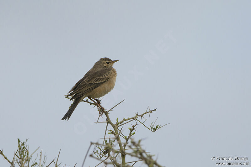 Pipit à dos uniadulte