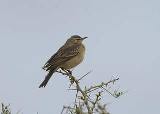 Pipit à dos uni