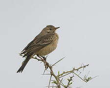 Plain-backed Pipit