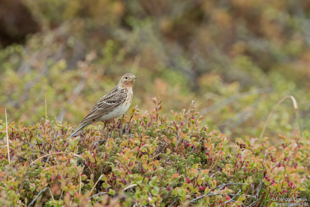 Pipit à gorge rousse