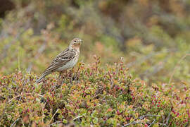 Red-throated Pipit