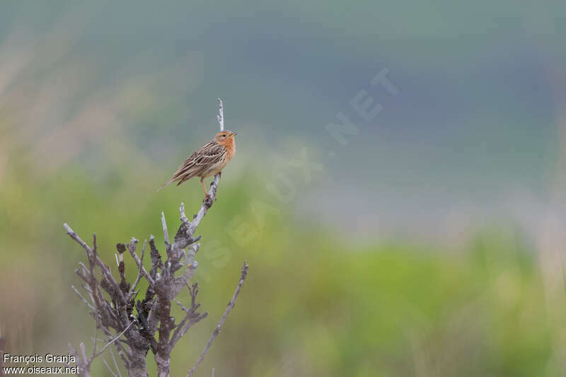 Red-throated Pipit male adult breeding, song