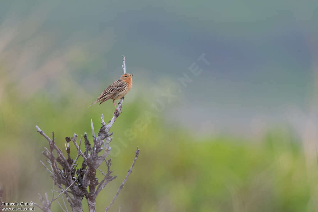 Pipit à gorge rousse mâle adulte nuptial, chant