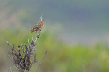 Pipit à gorge rousse