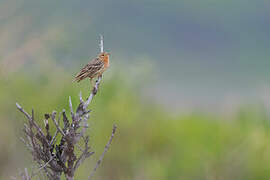 Red-throated Pipit