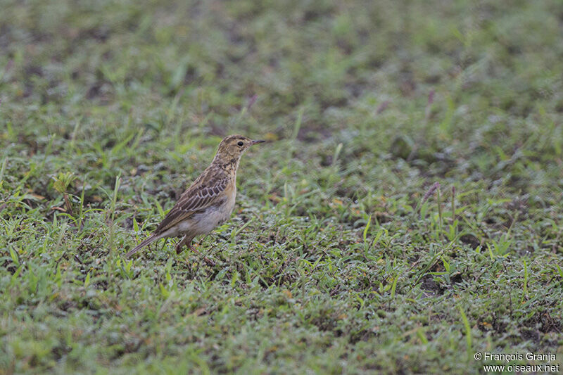 Pipit africainadulte