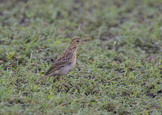 Pipit africain