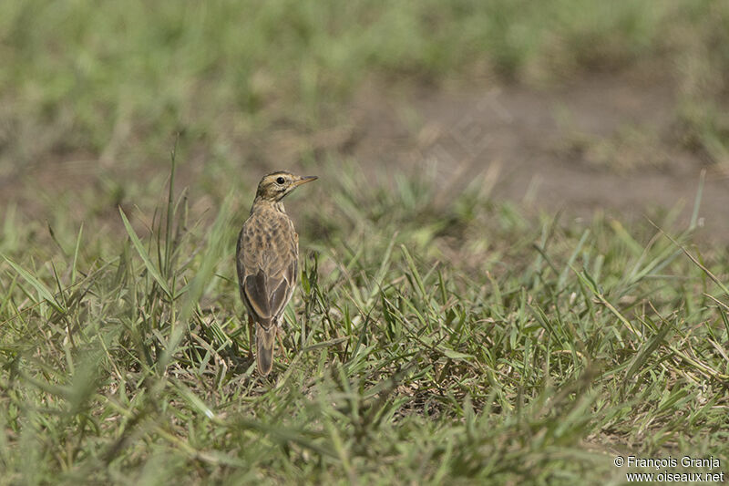 Pipit africainadulte