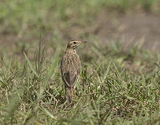 African Pipit