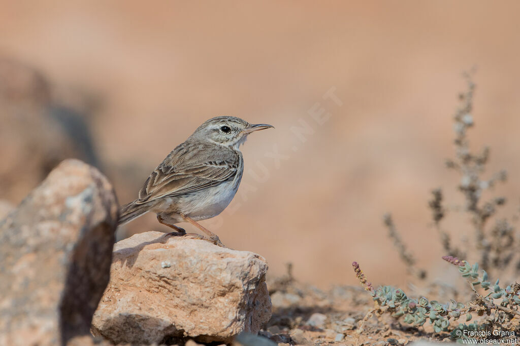 Pipit de Berthelot