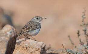 Berthelot's Pipit