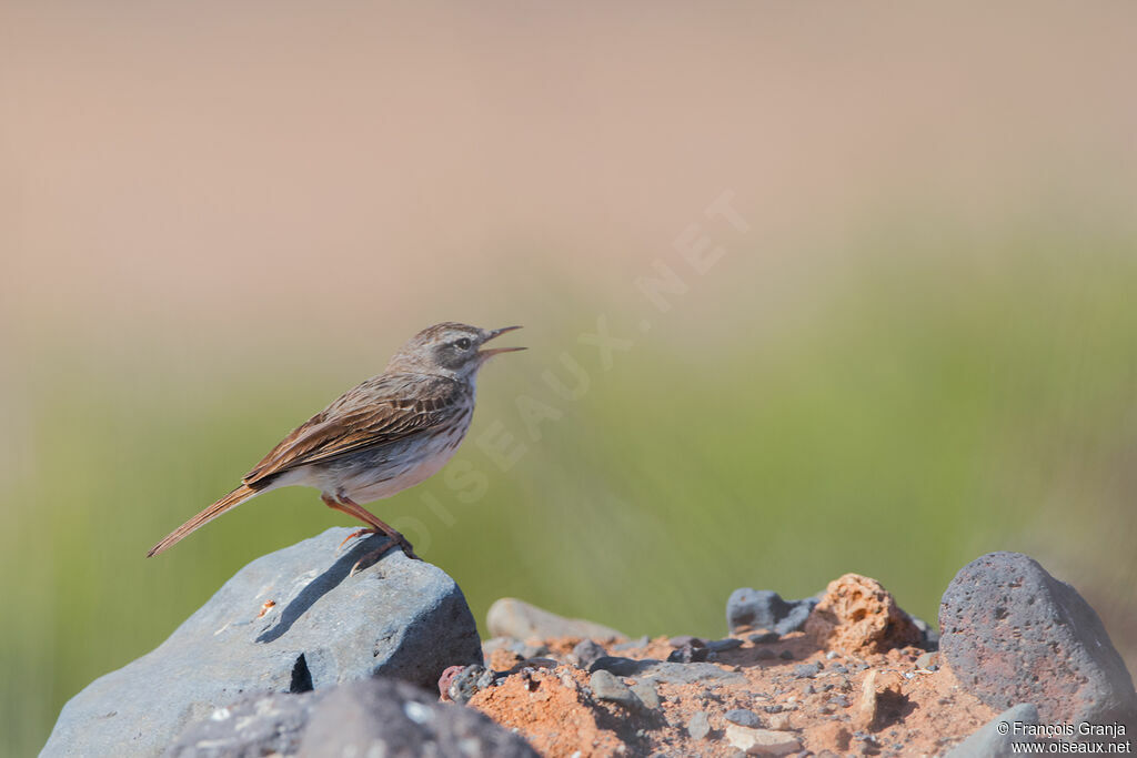 Pipit de Berthelot