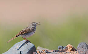 Berthelot's Pipit