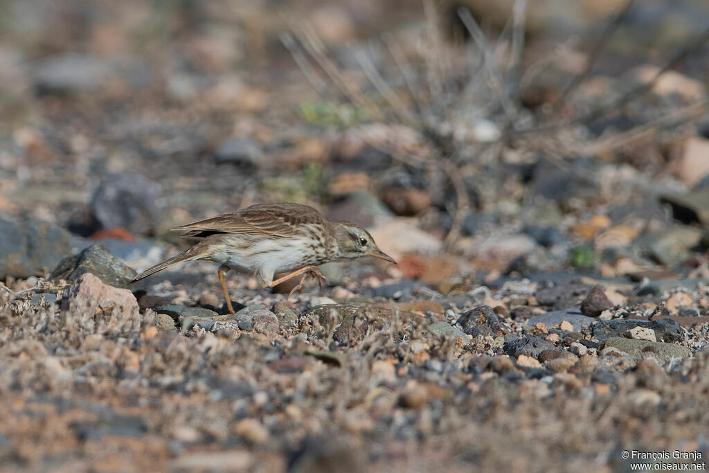 Berthelot's Pipit