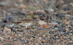 Berthelot's Pipit