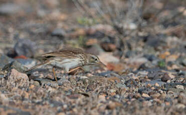 Pipit de Berthelot