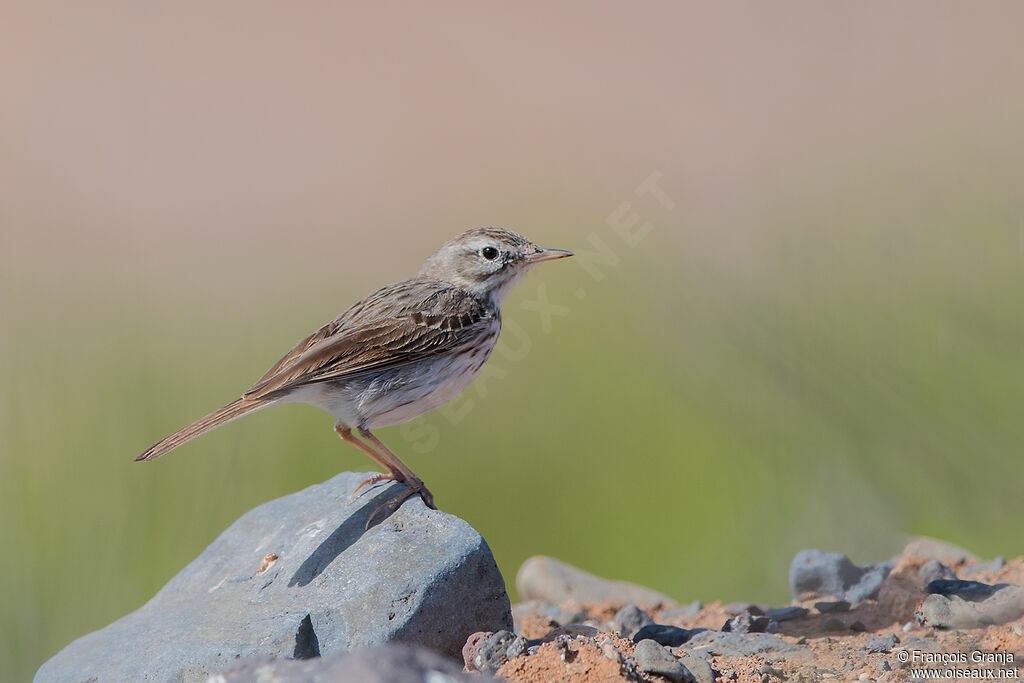 Pipit de Berthelot