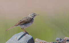 Pipit de Berthelot