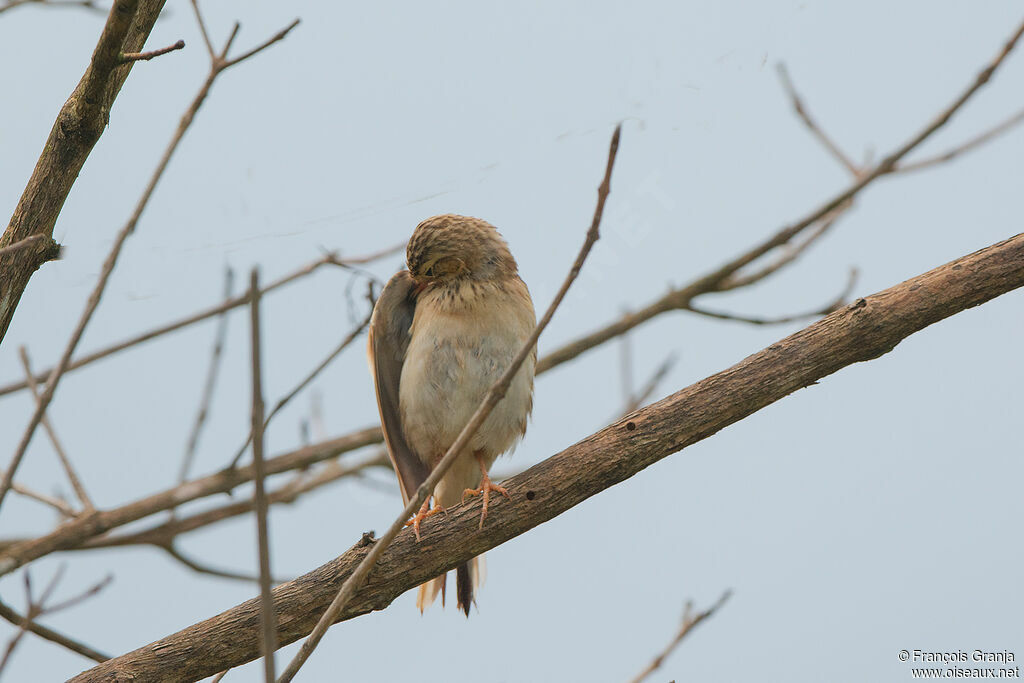 Blyth's Pipit