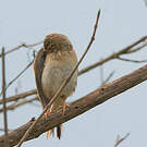 Pipit de Godlewski