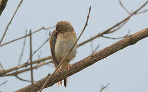 Blyth's Pipit