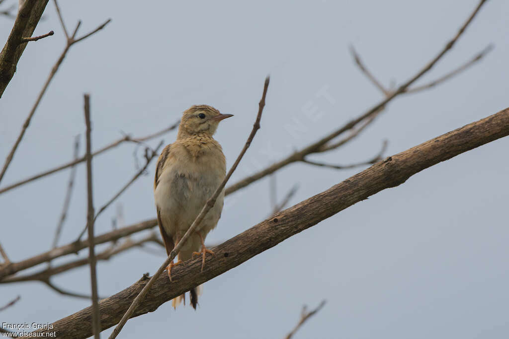 Blyth's Pipitadult, pigmentation, Behaviour