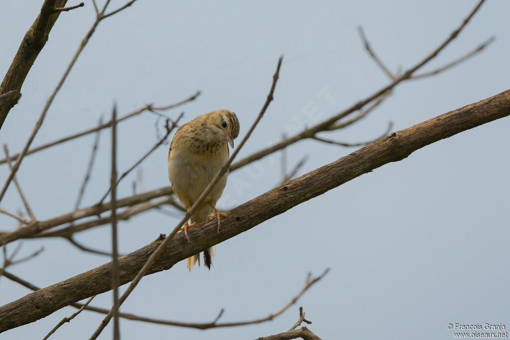 Blyth's Pipit