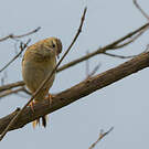 Pipit de Godlewski