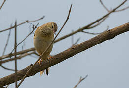 Blyth's Pipit