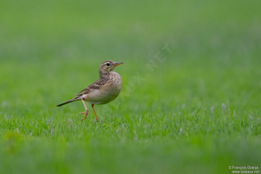 Richard's Pipit