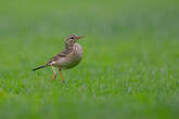 Pipit de Richard