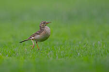 Pipit de Richard