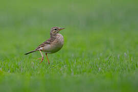 Richard's Pipit