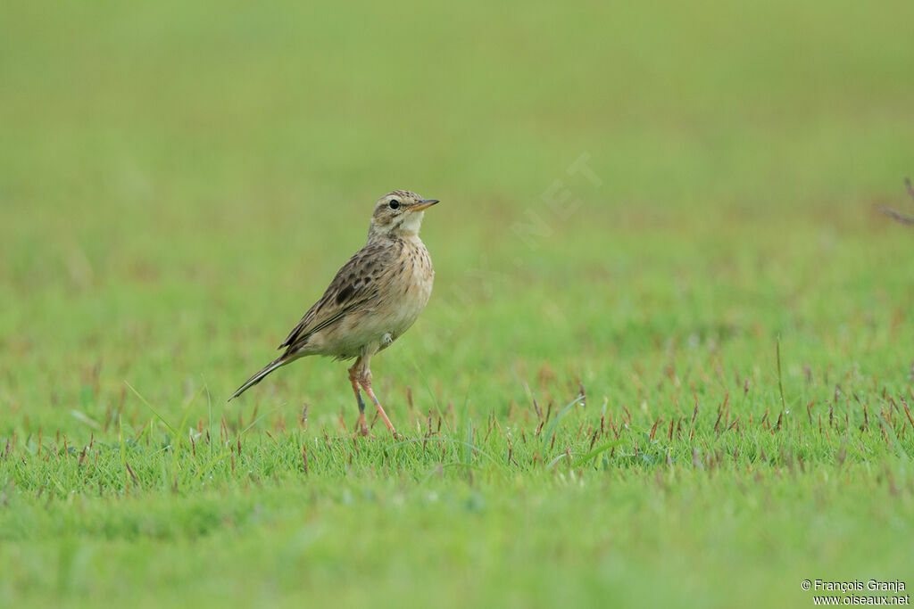 Richard's Pipit