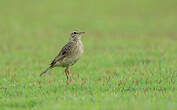 Pipit de Richard