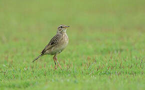 Richard's Pipit