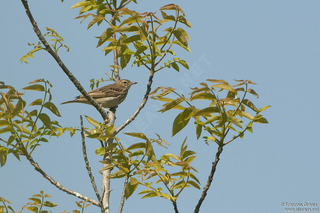 Pipit des arbresadulte